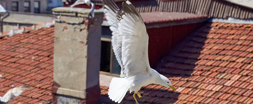 Residential Chimney Animal Removal Solution in Greenwich, CT